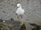 Larus novaehollandiae (Silver Gull or Seagull)