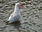 Larus novaehollandiae (Silver Gull or Seagull)