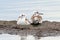 Larus ridibundus. Young seagulls on Yamal