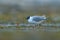 Larus sabini, Sabine\\\'s Gull, Xema sabini. Bird on the ocean coast. White bird with black head, Svalbard, Norway. Rare gull from