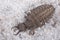 Larva of antlion among sand