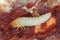 The larva of a beetle of the goat family, Cerambycidae, Rhagium.