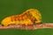 Larva of butterfly, yellow, Teinopalpus aureus