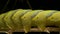 Larva caterpillar of butterfly Death`s Head Hawkmoth after rain follows the branch. Extreme close up