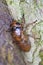 The larva of a cicada