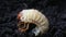 Larva of cockchafer or May bug or doodlebug /Melolontha vulgaris/ on the background of black ground