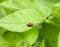 The larva of the Colorado beetle eats a leaf of a potato.