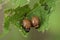 Larva of the Colorado beetle - leptinotarsa decemlineata agriculture potato