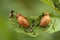 Larva of the Colorado beetle - leptinotarsa decemlineata agriculture potato