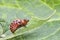 Larva of Colorado potato beetle.