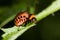 Larva of Colorado potato beetle