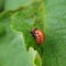 The larva of a Colorado potato beetle crawls on a pitted potato leaf. Close-up. Bright square illustration on the theme of