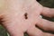 Larva Colorado potato beetle on a hand