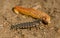 Larva of common glow-worm Lampyris noctiluca feeding on a slug