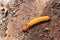 Larva of Cucujus cinnaberinus under bark of poplar