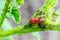 Larva eating potato leaves.