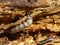 Larva Eating Wood 1