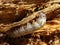 Larva Eating Wood 2