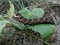 Larva elephant hawk moth Deilephila elpenor eats a green leaf of grapes