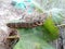 Larva elephant hawk moth Deilephila elpenor eats a green leaf of grapes