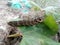 Larva elephant hawk moth Deilephila elpenor eats a green leaf of grapes