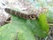 Larva elephant hawk moth Deilephila elpenor eats a green leaf of grapes