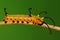 LARVA/Euploea midamus