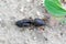 Larva of European Mole Cricket, Gryllotalpa gryllotalpa, on sandy Soil. High magnification. It is a common pest in gardens.