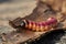 Larva of a goat moth on the bark of a tree