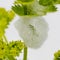 Larva of a green hay horse in its foam cocoon