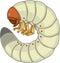 Larva grub of cockchafer or May bug