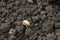 larva of Gryllotalpa gryllotalpa or European mole cricket digging ground in close up