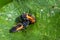 Larva of a Harlequin ladybird beetle, Harmonia axyridis, eating a larva about to change to pupa stage of the same species