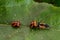 Larva of a Harlequin ladybird beetle, Harmonia axyridis, eating a pupa stage larva of the same species