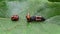 Larva of a Harlequin ladybird beetle, Harmonia axyridis, eating a pupa stage larva of the same species