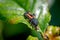 Larva of a Harlequin ladybird, Harmonia axyridis, eating an aphid