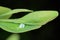 Larva of Jumping plant louse Psylla buxi sitting on a boxwood leaf. It is a common garden pest.