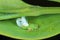 Larva of Jumping plant louse Psylla buxi sitting on a boxwood leaf. It is a common garden pest.