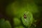 The larva from a ladybug Coccinellidae on a leaf with raindrops