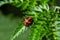 Larva of a ladybug. Scientific name Harmonia axyridis