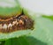 The larva of lasiocampidae herbal