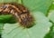 The larva of lasiocampidae herbal