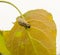 Larva of Leaf Beetle feeding on a Poplar tree leaf