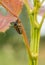 Larva of Leaf Beetle feeding on a Poplar tree leaf