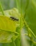 Larva of Leaf Beetle feeding on a Poplar tree leaf