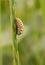 Larva of Leaf Beetle on grass stem