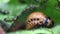 Larva Of Leptinotarsa Decemlineata Eating Potato Leafs. Serious Pest Of Potato. Larva Of Colorado Potato Striped Beetle