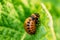 Larva Of Leptinotarsa Decemlineata eating potatoes leafs. Seriou