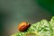 Larva Of Leptinotarsa Decemlineata eating potatoes leafs. Seriou