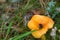 Larva, maggot of Common Firefly on yellow mushroom chanterelle